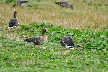 冬に北日本で見られる絶滅危惧種の美しい水鳥、カリガネ