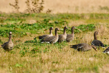 冬に北日本で見られる絶滅危惧種の美しい水鳥、カリガネ