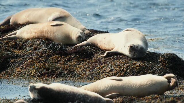 Seals basking in the sun on the rocky Ytri Tunga Beach in Iceland