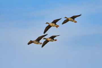 大群で冬に見られる渡り鳥、オレンジ色の嘴と脚が目立つ水鳥の仲間マガン