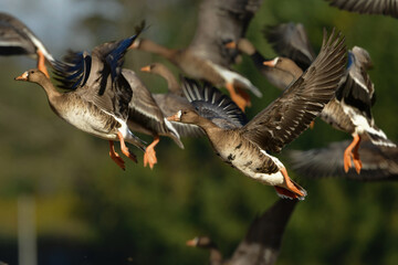 冬に池や公園の水辺で見られるとても美しい水鳥、ヨシガモ
