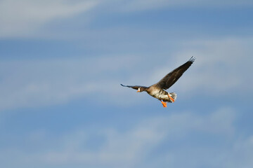 大群で冬に見られる渡り鳥、オレンジ色の嘴と脚が目立つ水鳥の仲間マガン