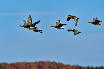 大群で冬に見られる渡り鳥、オレンジ色の嘴と脚が目立つ水鳥の仲間マガン