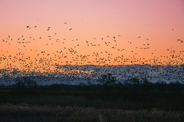 夕陽に赤く染まった空を飛ぶ北からの渡り鳥、ガンやハクチョウの群れ