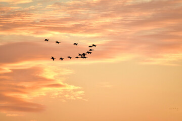 夕陽に赤く染まった空を飛ぶ北からの渡り鳥、ガンやハクチョウの群れ