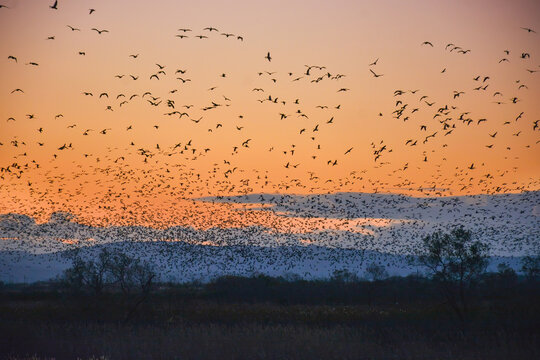夕陽に赤く染まった空を飛ぶ北からの渡り鳥、ガンやハクチョウの群れ