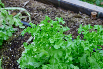 Fresh organic green oak lettuce growing on a natural farm