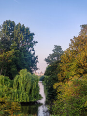 autumn in the forest
