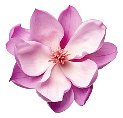 Purple magnolia flower isolated.