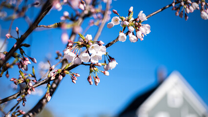 cherry blossom in spring