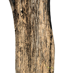 Tree trunk isolated on transparent background.