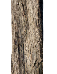 Tree trunk isolated on transparent background.