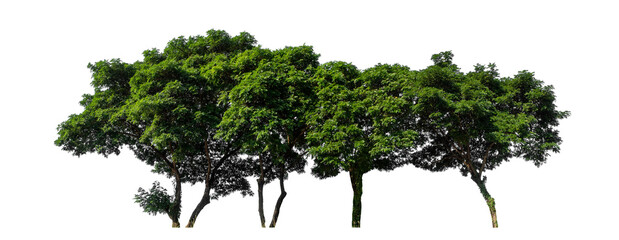 Green trees isolated on transparent background with clipping path and alpha channel.