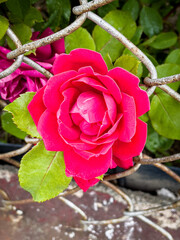 red rose in the garden