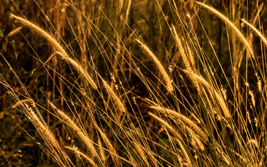 golden wheat field