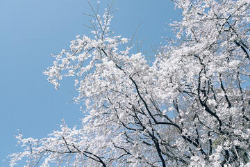 青空としだれ桜