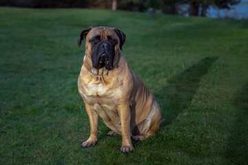 Obraz premium 2024-01-01 A LARGE FAWN COLORED FEMALE BULLMASTIFF WITH BEAUTIFUL EYES SITTING ON A LUSH GREEN LAWN AT THE LUTHER BURBANK PARK ON MERCER ISLAND WASHINGTON