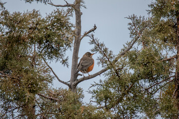 Robin sitting on a branch of a juniper tree 