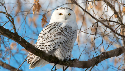 Fototapeta premium Whispers in the Snow: Capturing the Essence of a Perched Owl