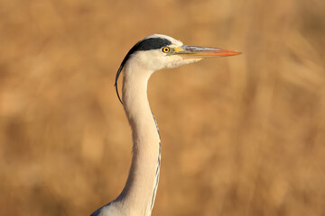 休憩中の美しいアオサギ（サギ科）。

日本国埼玉県北葛飾郡、まつぶし緑の丘公園にて。
2023年12月30日撮影。

Beautiful Grey Heron (Ardea cinerea jouyi, family comprising egrets) taking a break.

At Matsubushi midorinooka park, Kitakatsushika-gun, Sai