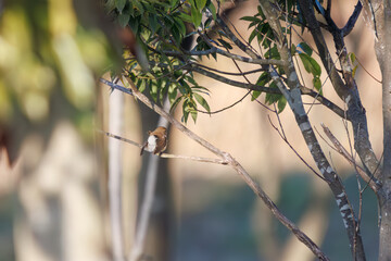 尻尾が可愛いニシオジロビタキ（ヒタキ科）。

日本国埼玉県北葛飾郡、まつぶし緑の丘公園にて。
2023年12月30日撮影。

Lovely Red-breasted flycatcher (Ficedula parva, family comprising flycatcher) with a cute tail.

At Matsubushi midorinooka park, Kitakats