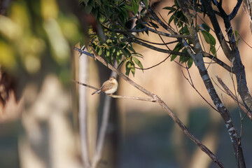 尻尾が可愛いニシオジロビタキ（ヒタキ科）。

日本国埼玉県北葛飾郡、まつぶし緑の丘公園にて。
2023年12月30日撮影。

Lovely Red-breasted flycatcher (Ficedula parva, family comprising flycatcher) with a cute tail.

At Matsubushi midorinooka park, Kitakats