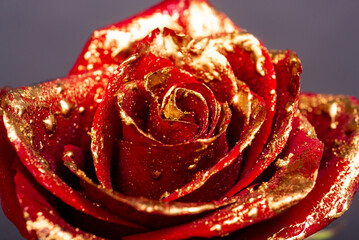 Rose with gold paint petals. Closeup of golden roses. Gold rose wallpaper. Gold roses flower, decorative rose design element, rose pattern. Red roses covered with golden paint.