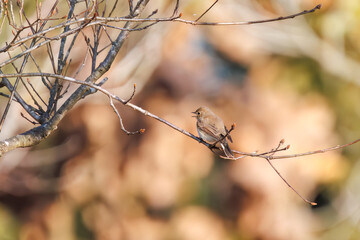 尻尾が可愛いニシオジロビタキ（ヒタキ科）。

日本国埼玉県北葛飾郡、まつぶし緑の丘公園にて。
2023年12月30日撮影。

Lovely Red-breasted flycatcher (Ficedula parva, family comprising flycatcher) with a cute tail.

At Matsubushi midorinooka park, Kitakats