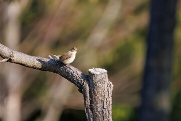 尻尾が可愛いニシオジロビタキ（ヒタキ科）。

日本国埼玉県北葛飾郡、まつぶし緑の丘公園にて。
2023年12月30日撮影。

Lovely Red-breasted flycatcher (Ficedula parva, family comprising flycatcher) with a cute tail.

At Matsubushi midorinooka park, Kitakats