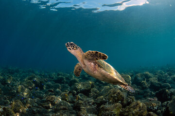 Hawksbill Turtle - Eretmochelys imbricata is swimming along coral reefs. Underwater world of...