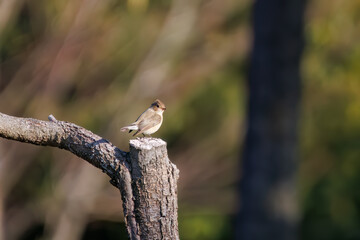尻尾が可愛いニシオジロビタキ（ヒタキ科）。

日本国埼玉県北葛飾郡、まつぶし緑の丘公園にて。
2023年12月30日撮影。

Lovely Red-breasted flycatcher (Ficedula parva, family comprising flycatcher) with a cute tail.

At Matsubushi midorinooka park, Kitakats
