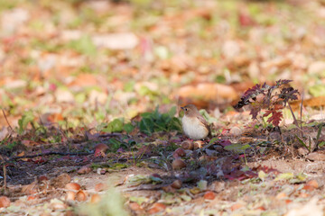 尻尾が可愛いニシオジロビタキ（ヒタキ科）。

日本国埼玉県北葛飾郡、まつぶし緑の丘公園にて。
2023年12月30日撮影。

Lovely Red-breasted flycatcher (Ficedula parva, family comprising flycatcher) with a cute tail.

At Matsubushi midorinooka park, Kitakats
