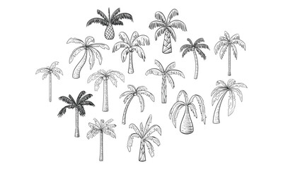 Fototapeta na wymiar tropical palm handdrawn collection