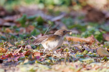 飛び出す尻尾が可愛いニシオジロビタキ（ヒタキ科）。

日本国埼玉県北葛飾郡、まつぶし緑の丘公園にて。
2023年12月30日撮影。

Lovely Red-breasted flycatcher (Ficedula parva, family comprising flycatcher) with a cute tail in flight.

At Matsubushi midorinooka 