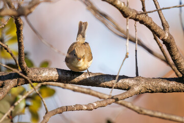 飛び出す尻尾が可愛いニシオジロビタキ（ヒタキ科）。

日本国埼玉県北葛飾郡、まつぶし緑の丘公園にて。
2023年12月30日撮影。

Lovely Red-breasted flycatcher (Ficedula parva, family comprising flycatcher) with a cute tail in flight.

At Matsubushi midorinooka 