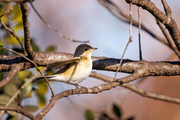 飛び出す尻尾が可愛いニシオジロビタキ（ヒタキ科）。

日本国埼玉県北葛飾郡、まつぶし緑の丘公園にて。
2023年12月30日撮影。

Lovely Red-breasted flycatcher (Ficedula parva, family comprising flycatcher) with a cute tail in flight.

At Matsubushi midorinooka 