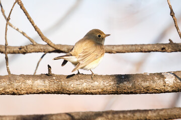 尻尾が可愛いニシオジロビタキ（ヒタキ科）。

日本国埼玉県北葛飾郡、まつぶし緑の丘公園にて。
2023年12月30日撮影。

Lovely Red-breasted flycatcher (Ficedula parva, family comprising flycatcher) with a cute tail.

At Matsubushi midorinooka park, Kitakats