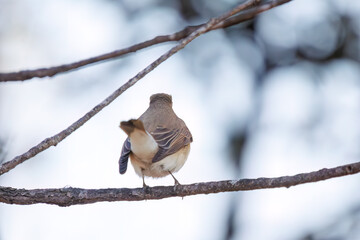 尻尾が可愛いニシオジロビタキ（ヒタキ科）。

日本国埼玉県北葛飾郡、まつぶし緑の丘公園にて。
2023年12月30日撮影。

Lovely Red-breasted flycatcher (Ficedula parva, family comprising flycatcher) with a cute tail.

At Matsubushi midorinooka park, Kitakats