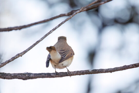尻尾が可愛いニシオジロビタキ（ヒタキ科）。

日本国埼玉県北葛飾郡、まつぶし緑の丘公園にて。
2023年12月30日撮影。

Lovely Red-breasted flycatcher (Ficedula parva, family comprising flycatcher) with a cute tail.

At Matsubushi midorinooka park, Kitakats