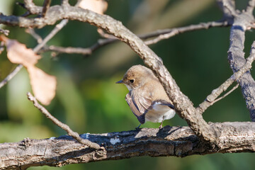 尻尾が可愛いニシオジロビタキ（ヒタキ科）。

日本国埼玉県北葛飾郡、まつぶし緑の丘公園にて。
2023年12月30日撮影。

Lovely Red-breasted flycatcher (Ficedula parva, family comprising flycatcher) with a cute tail.

At Matsubushi midorinooka park, Kitakats