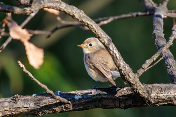 尻尾が可愛いニシオジロビタキ（ヒタキ科）。

日本国埼玉県北葛飾郡、まつぶし緑の丘公園にて。
2023年12月30日撮影。

Lovely Red-breasted flycatcher (Ficedula parva, family comprising flycatcher) with a cute tail.

At Matsubushi midorinooka park, Kitakats