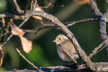 尻尾が可愛いニシオジロビタキ（ヒタキ科）。

日本国埼玉県北葛飾郡、まつぶし緑の丘公園にて。
2023年12月30日撮影。

Lovely Red-breasted flycatcher (Ficedula parva, family comprising flycatcher) with a cute tail.

At Matsubushi midorinooka park, Kitakats