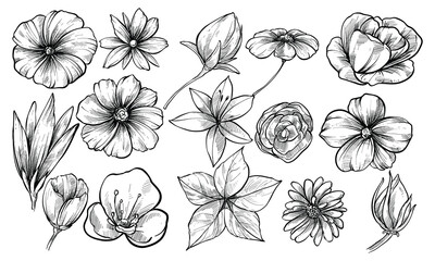 flowers handdrawn collection