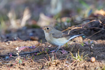 尻尾が可愛いニシオジロビタキ（ヒタキ科）。

日本国埼玉県北葛飾郡、まつぶし緑の丘公園にて。
2023年12月30日撮影。

Lovely Red-breasted flycatcher (Ficedula parva, family comprising flycatcher) with a cute tail.

At Matsubushi midorinooka park, Kitakats