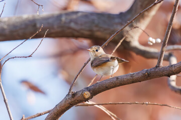 尻尾が可愛いニシオジロビタキ（ヒタキ科）。

日本国埼玉県北葛飾郡、まつぶし緑の丘公園にて。
2023年12月30日撮影。

Lovely Red-breasted flycatcher (Ficedula parva, family comprising flycatcher) with a cute tail.

At Matsubushi midorinooka park, Kitakats