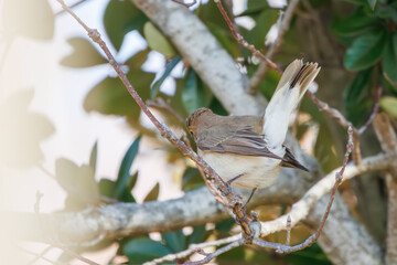 尻尾が可愛いニシオジロビタキ（ヒタキ科）。

日本国埼玉県北葛飾郡、まつぶし緑の丘公園にて。
2023年12月30日撮影。

Lovely Red-breasted flycatcher (Ficedula parva, family comprising flycatcher) with a cute tail.

At Matsubushi midorinooka park, Kitakats