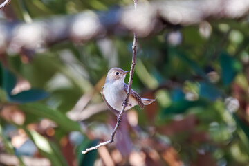 尻尾が可愛いニシオジロビタキ（ヒタキ科）。

日本国埼玉県北葛飾郡、まつぶし緑の丘公園にて。
2023年12月30日撮影。

Lovely Red-breasted flycatcher (Ficedula parva, family comprising flycatcher) with a cute tail.

At Matsubushi midorinooka park, Kitakats