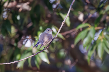 尻尾が可愛いニシオジロビタキ（ヒタキ科）。

日本国埼玉県北葛飾郡、まつぶし緑の丘公園にて。
2023年12月30日撮影。

Lovely Red-breasted flycatcher (Ficedula parva, family comprising flycatcher) with a cute tail.

At Matsubushi midorinooka park, Kitakats