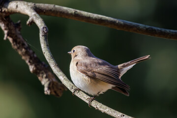 尻尾が可愛いニシオジロビタキ（ヒタキ科）。

日本国埼玉県北葛飾郡、まつぶし緑の丘公園にて。
2023年12月30日撮影。

Lovely Red-breasted flycatcher (Ficedula parva, family comprising flycatcher) with a cute tail.

At Matsubushi midorinooka park, Kitakats
