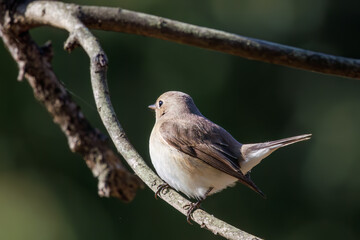 尻尾が可愛いニシオジロビタキ（ヒタキ科）。

日本国埼玉県北葛飾郡、まつぶし緑の丘公園にて。
2023年12月30日撮影。

Lovely Red-breasted flycatcher (Ficedula parva, family comprising flycatcher) with a cute tail.

At Matsubushi midorinooka park, Kitakats
